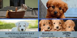 When is national puppy day shown on a calendar. March 23 2019 National Puppy Day National Chip And Dip Day National Near Miss Day National Chia Day National Melba Toast Day National Day Calendar