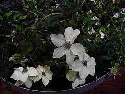 This old man's beard is a stunning climber that will enhance any garden. Clematis Pistachio Tm Evirida N 60 100 Cm Waldrebe Klematis Www Online Pflanzenversand De