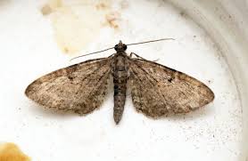 Image result for Eupithecia subumbrata