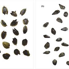 Image result for Crepidorhopalon whytei