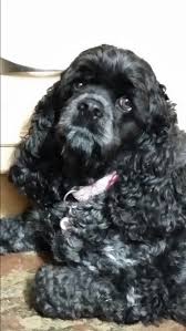 Lacey My Beautiful Girl Cocker Spaniel Dog Black Cocker Spaniel American Cocker Spaniel