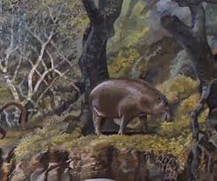 Image result for Nesogenes madagascariensis