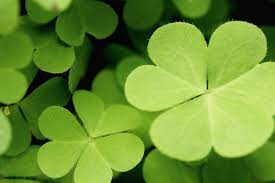 Centerpartiet (c), även kallat centern, är ett svenskt socialliberalt och grönt politiskt parti. Amanda Florin Centerpartiet