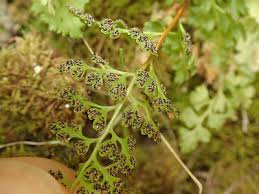 Image result for Samanea leptophylla