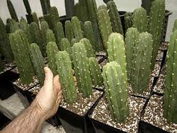 De effecten zijn superkrachtig, supersterk en superpotent. Rooting San Pedro Cactus Growing Trichocereus Pachanoi Echinopsis Lageniformis Trichocereus Bridgesii Bolivian To San Pedro Cacti Propagating Plants Cactus