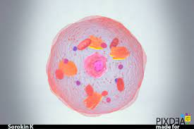 We did not find results for: Artstation Cells And Organelles Kirill Sorokin