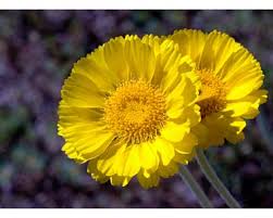 Check spelling or type a new query. Wildflower Viewing In The Arizona State Area