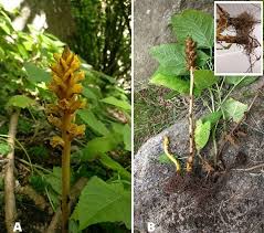 Image result for Orobanchaceae