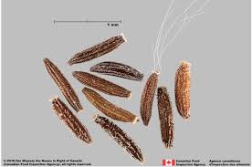 Image result for Senecio madagascariensis