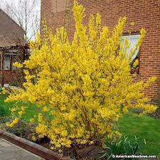 Lynwood Gold Forsythia Shrubs Garden Shrubs Landscape Design