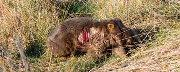 Image result for dead wombat