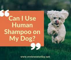 Should You Use Human Shampoo On Dogs Carnawall Com