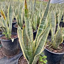 Image result for Sansevieria trifasciata