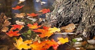 Καλό μήνα! Γιατί ο Νοέμβριος ονομάζεται κρασομηνάς, Αρχαγγελίτης και  Αγιομηνάς;