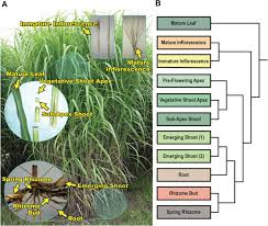 Miscanthus giganteus, miscanthus sinensis x miscanthus sacchariflorus. Sampled Miscanthus Giganteus Tissue Types And Relatedness Of Est Download Scientific Diagram