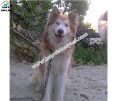 2 5 Yasinda Erkek Husky Cinsi Kopek Izmir Icine Ucretsiz Olarak Sahiplendirilecektir Mama Parasi Ya Da Asi Ucreti Gibi Hicbir Ucret Husky Kopek Sibirya Kurdu