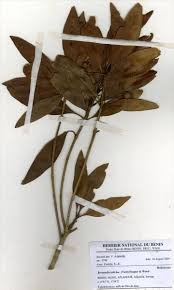 Image result for Breonadia