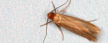 These moths are native to cozy and tight spaces outside if you want to only use natural means to get rid of carpet moths, stick with natural repellents. How To Get Rid Of Moths Rentokil