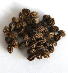 Image result for Carica