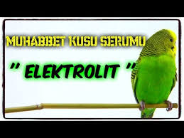 Satilik Yavru Muhabbet Kuslari Ist Bahcelievler Konustur Ele Alistir Ailenizin Bir Uyesi Olsun Youtube