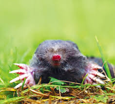Maulwurf im garten garten ratgebercom. Blind Wie Ein Maulwurf Wissenschaft Regional Rnz