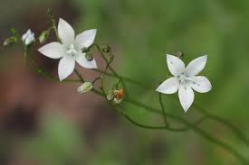Image result for Wahlenbergia wittei