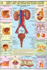 Kidney Skin Excretoty Organs For Human Physiology Chart