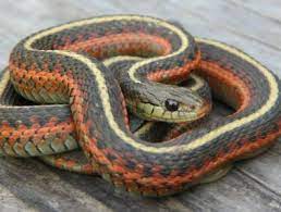 Third Eye California Garter Snake Page In 2021 Snake Pet Snake Third Eye