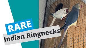 Also, make sure that the bird you want to take home is as healthy. Rare Ringneck Mutation Pair Youtube