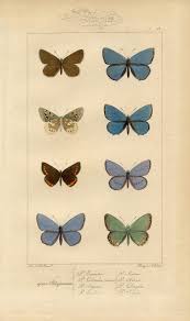 Your image gets printed onto one of our premium canvases and then stretched on a wooden frame of 1.5 x 1.5 stretcher bars (gallery wrap) or 5/8 x 5/8 stretcher bars (museum. 8 Blue Butterfly Images The Graphics Fairy