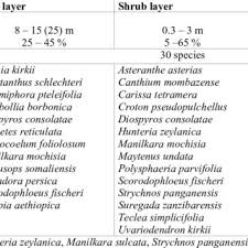 Image result for Scorodophloeus fischeri