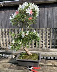 Outdoor satsuki azalea bonsai trees. Satsuki Azalea Bonsai Tree Herons Bonsai