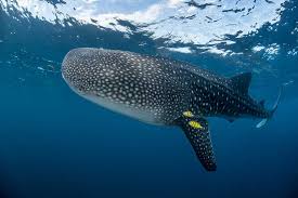 Read this and this for sharks history. International Whale Shark Day 2020 Save Our Seas Foundation