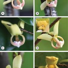 Image result for Monanthotaxis orophila