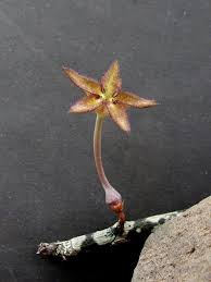 Image result for Ceropegia cimiciodora