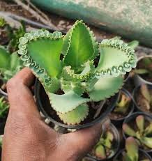 Image result for Bryophyllum