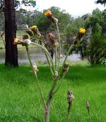 Image result for Sonchus schweinfurthii