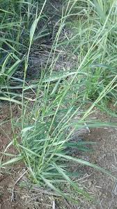 Image result for Rottboellia