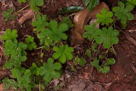 Image result for Alchemilla kiwuensis