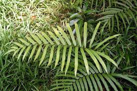 Image result for Amblovenatum