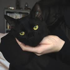 Jeongguk Bay Kim Senin Fotografini Mi Cekti Taekook Tamamlan Hayrankurgu Hayran Kurgu Amreading Books Wattp 2020 Hayvanlar Hayvan Sevimli Kediler