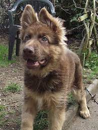 Liver German Shepherd Pup Shepherd Puppies German Shepherd Puppies Dogs