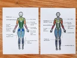 Human muscle system, the muscles of the human body that work the skeletal system, that are under voluntary control, and that are concerned with movement, posture, and balance. Major Muscle Groups Diagram By Sarah Lynn Science Tpt