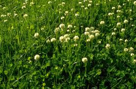 Image result for Trifolium
