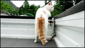07 17 20 Cat Gif Site 480 x 433 animatedgif 224 кб. cat gif site