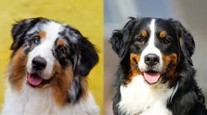 They are current on all shots, potty trained, and have a excellent pedigree. Australian Shepherd Vs Bernese Mountain Dog Differences Similarities