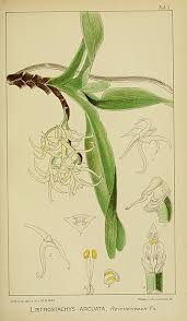 Image result for Cyrtorchis arcuata