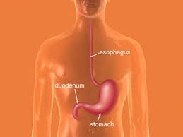 Stomach or gastric cancer develops in the inner lining of the stomach. Stomach Gastric Cancer Memorial Sloan Kettering Cancer Center