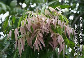 Image result for Lepisanthes