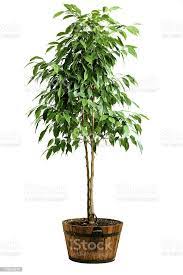 Image result for Ficus demeusei